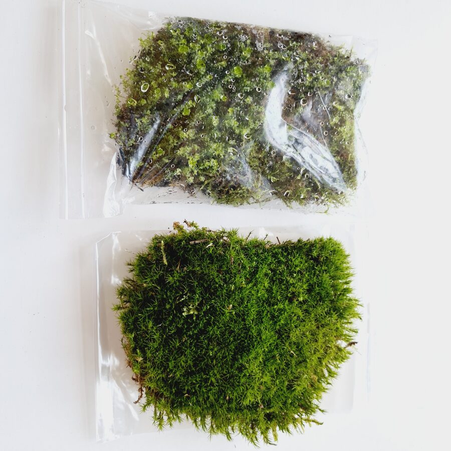 Moss (20cm x 14cm) - 2 packs