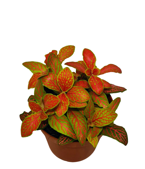 Fittonia (red) - the plant for "Do it yourself"