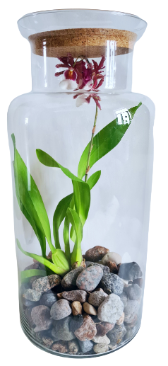 Орхидея Бабочка - сейчас отцвела (55см х 26см)