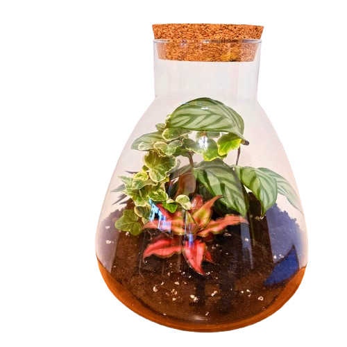 Эликсир жизни (29 см x 25 см)