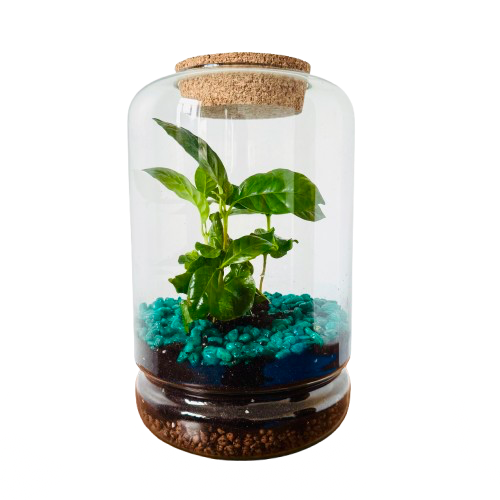 Coffee (28cm x 17cm)