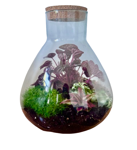 Dienvidu saulriets (34cm x 29cm)