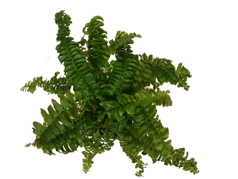 Small fern - the plant for "Do it yourself"