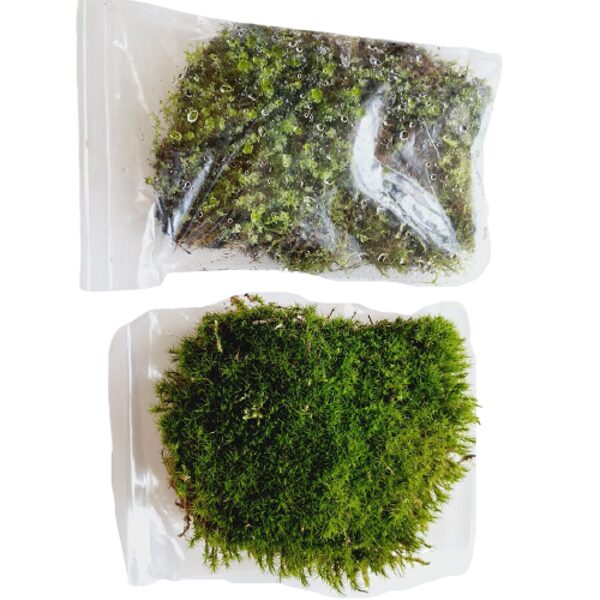 Moss (20cm x 14cm) - 2 packs