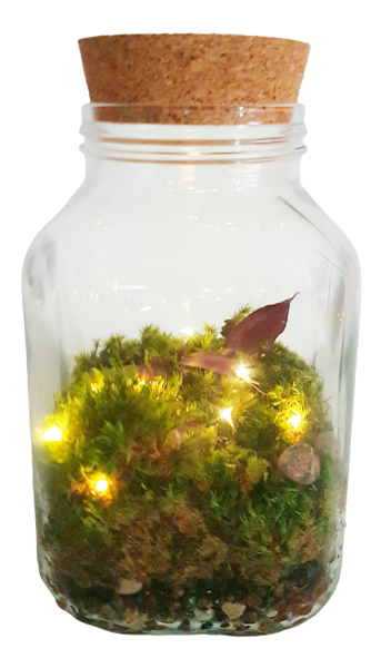 Jāņtārpiņu nakts - terārijs / naktslampiņa (24cm x 14cm)