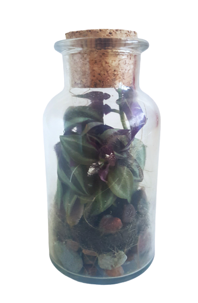 Mazulis ar tradeskanciju (14cm x 7cm)