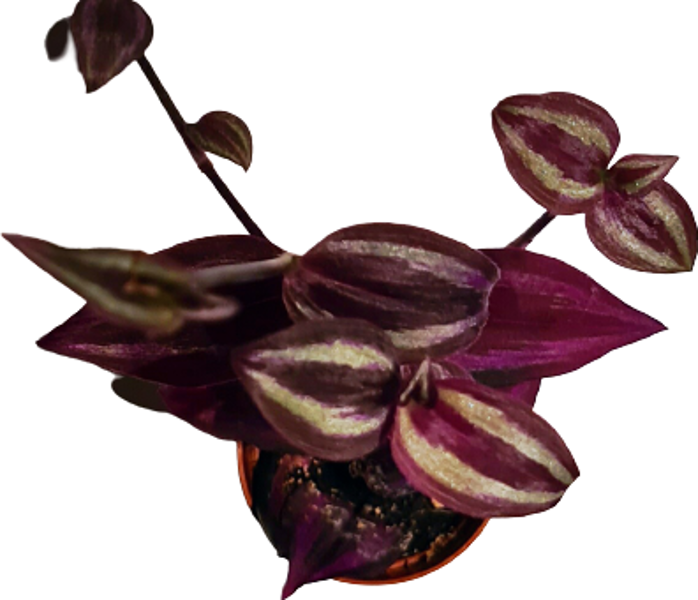 Tradescantia - the plant for "Do it yourself"