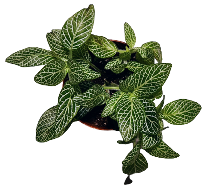 Fittonia (green) - the plant for "Do it yourself"