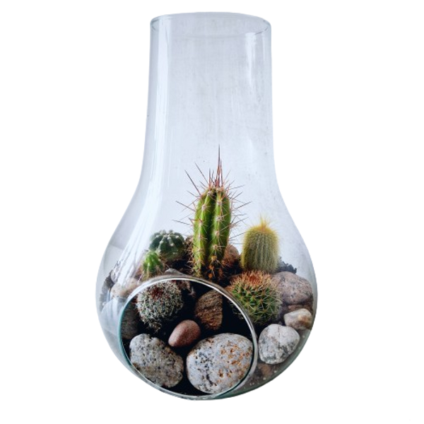 Kaktusu banda (31cm x 15cm)